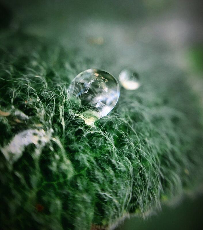 Капли на листе растения чистецphoto preview