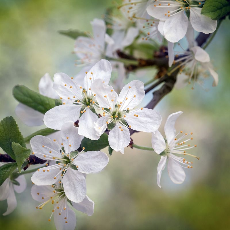 Весеннееphoto preview