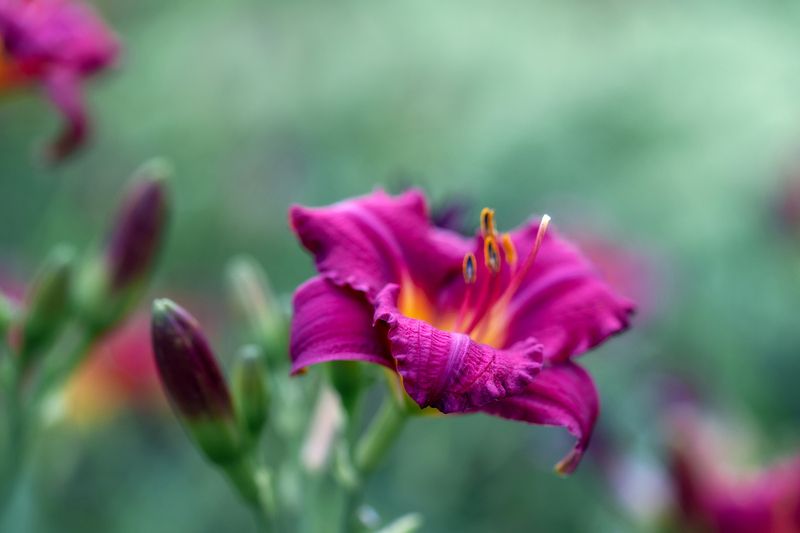 Лилейник фото превью