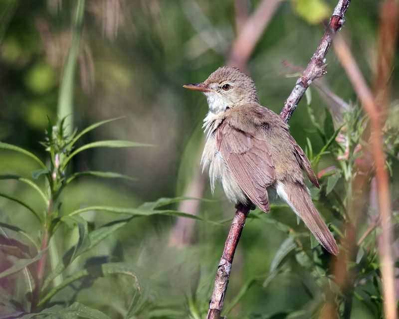 птицы, природа, фотоохота, лето Садовая камышовка фото превью