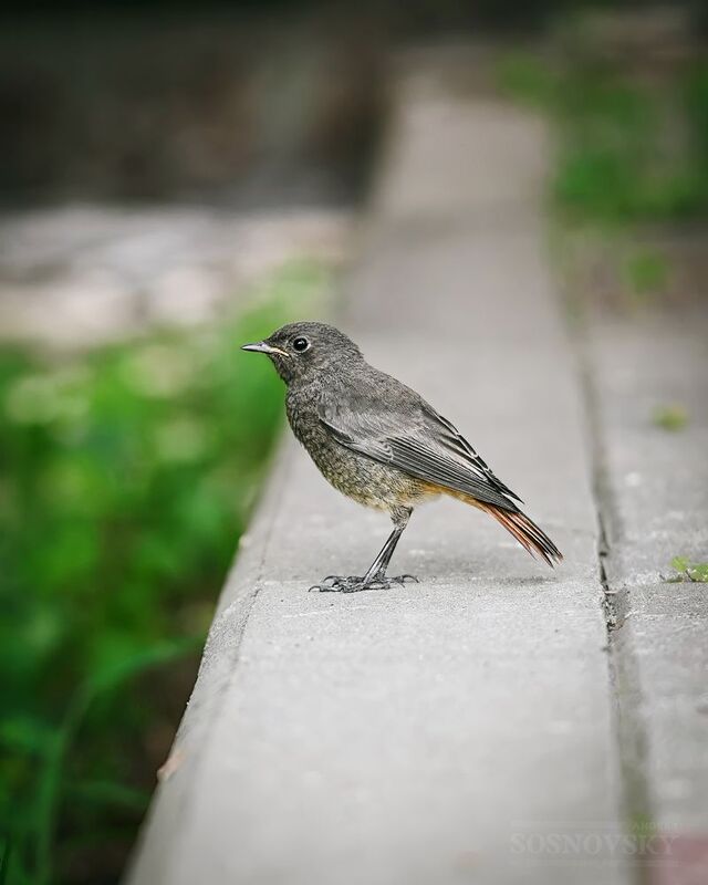 Слёток горихвосткиphoto preview