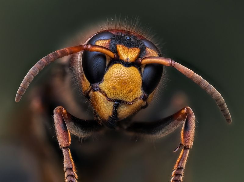 Шершень.photo preview