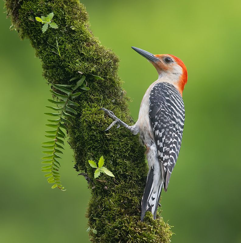 дятел, каролинский меланерпес, red-bellied woodpecker, woodpecker Red-bellied Woodpecker male -Каролинский меланерпесphoto preview