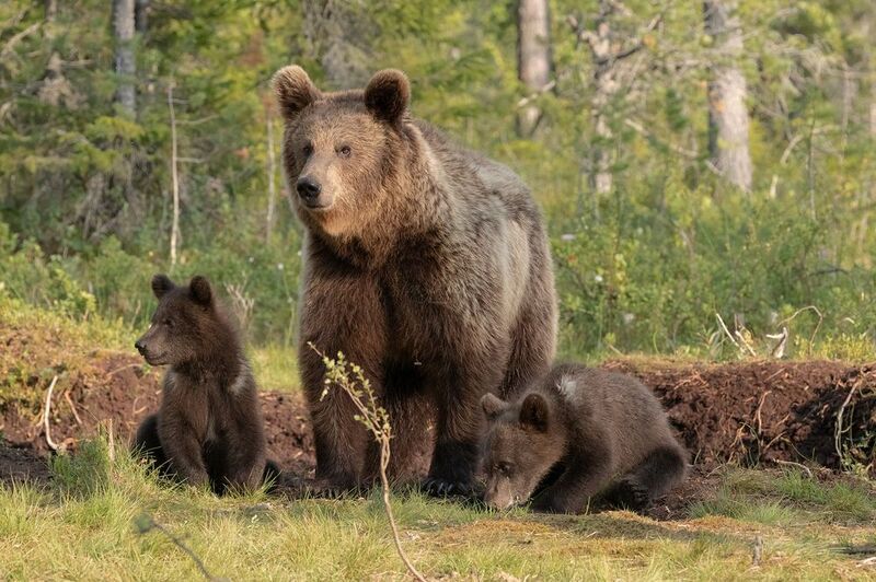 brown bear, bear, nature, wildlife, woods, canon Brown Bear Familyphoto preview