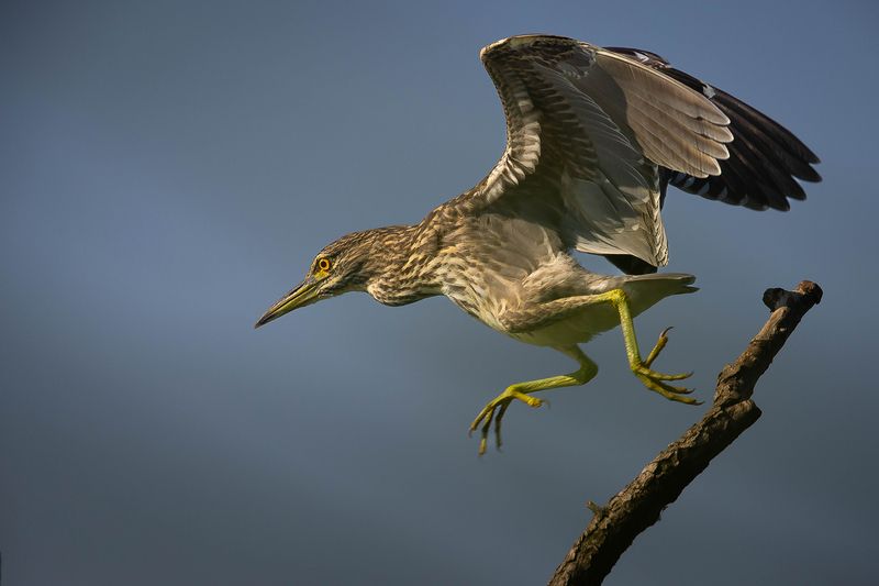 Квакваphoto preview