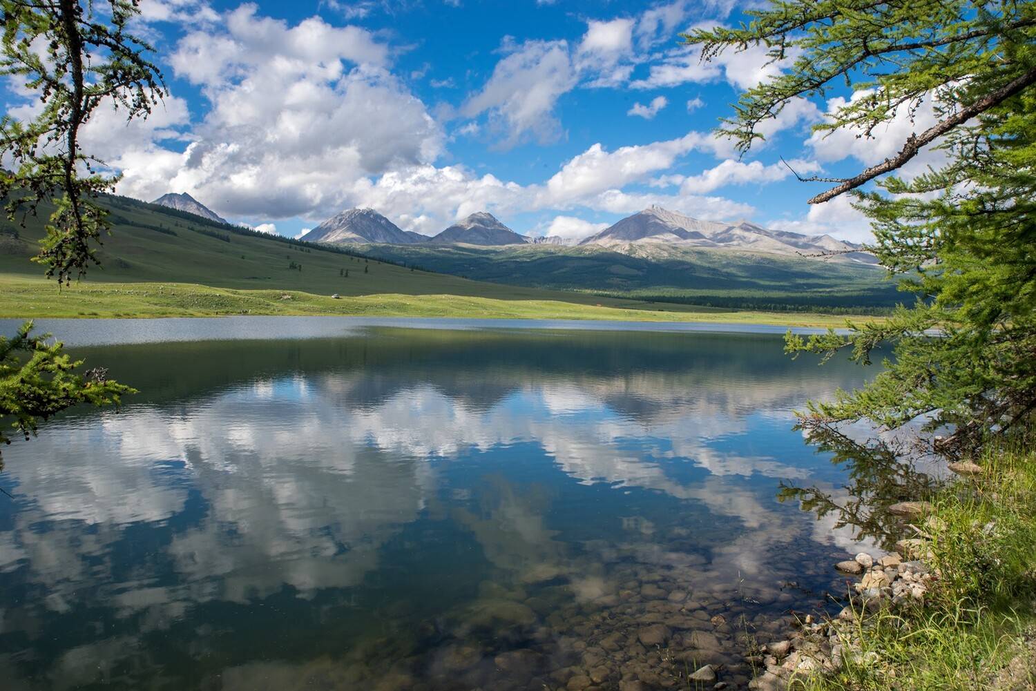 Среди лиственниц. Автор: Юрий Мальцев , Юрий Мальцев