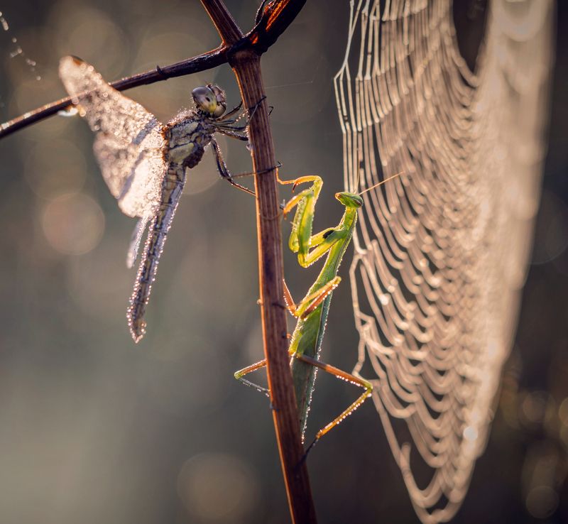 *** фото превью