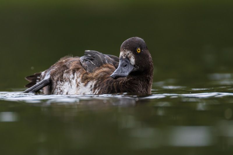 нырок, хохлатая чернеть, утка, птицы, утенок photo preview