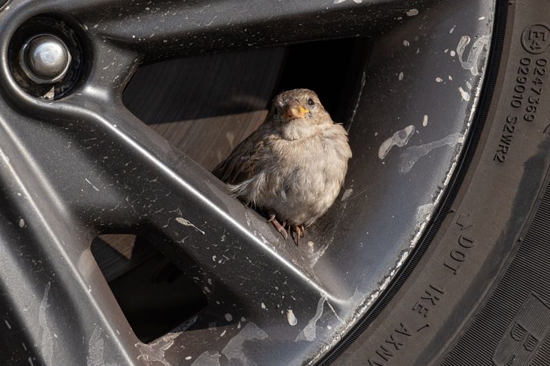 воробей Юный шиномонтажникphoto preview