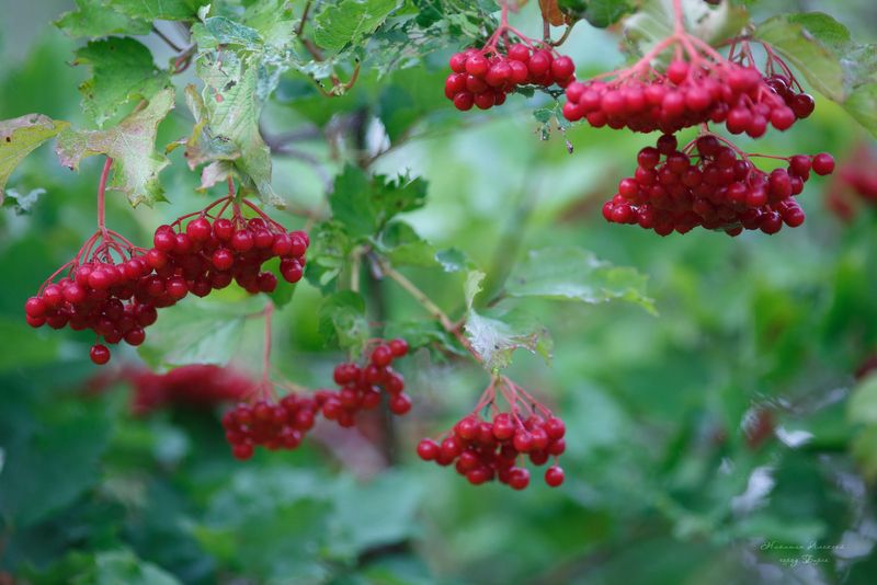 Калина красная фото превью