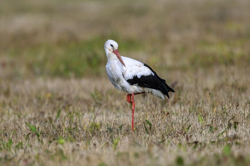 Аистphoto preview