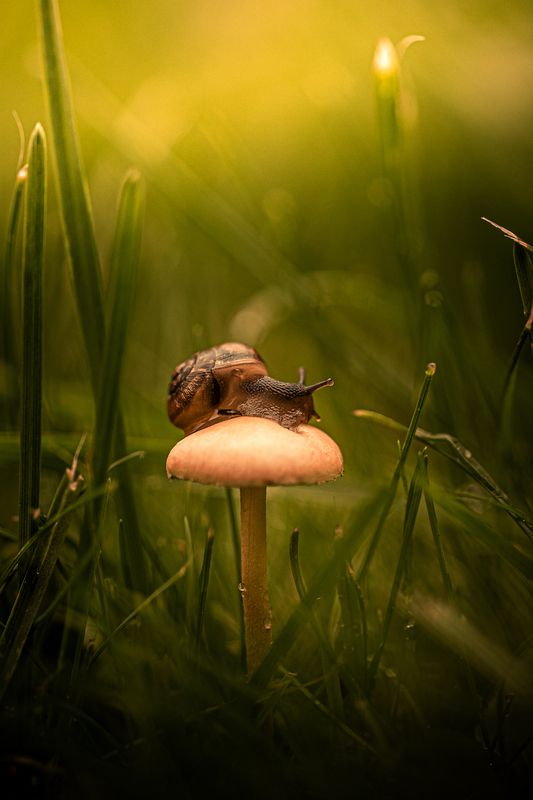 Улитка и грибphoto preview