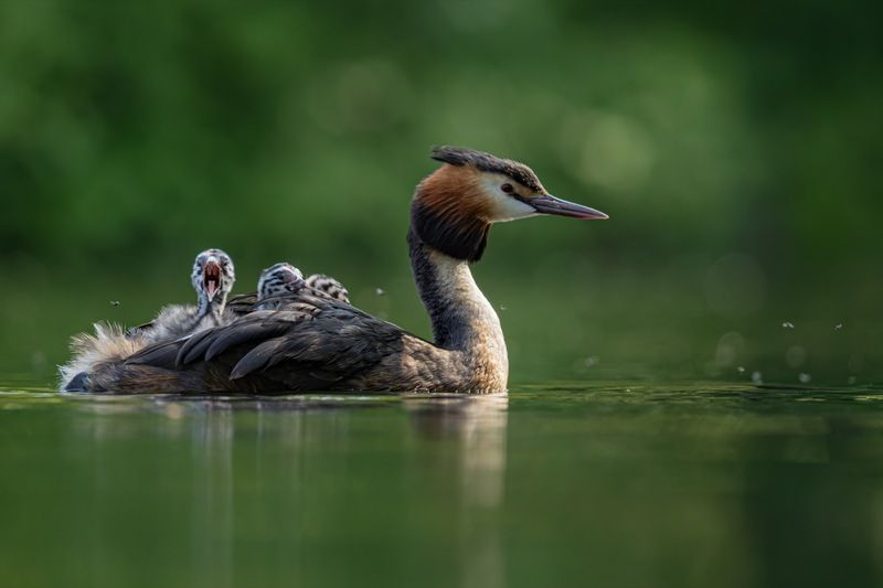 чомга, птенцы, птицы, поганка, большая поганка  фото превью