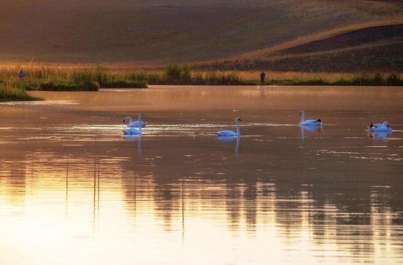 башкирия, лебеди, пруд, вечер, закат, рыбаки Вечерняя рыбалкаphoto preview