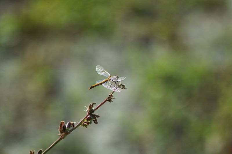 стрекоза Экстренная посадка.photo preview