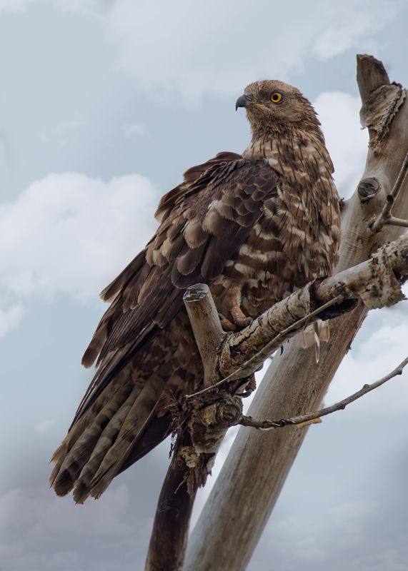 Осоедphoto preview