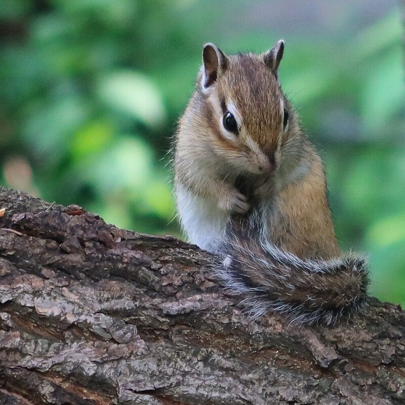 бурундук,животные Бурундучокphoto preview