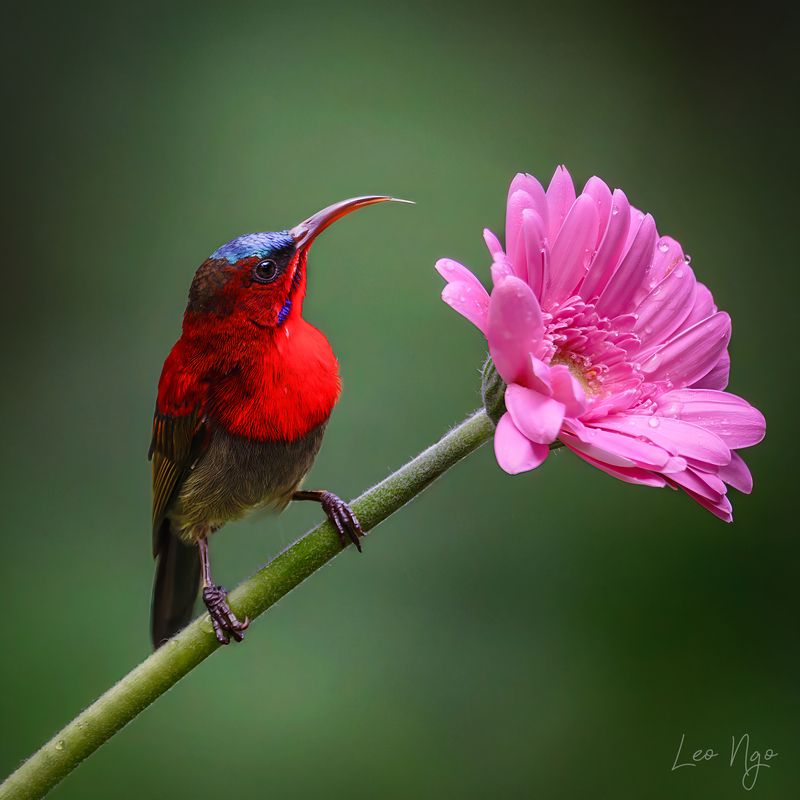 фото превью