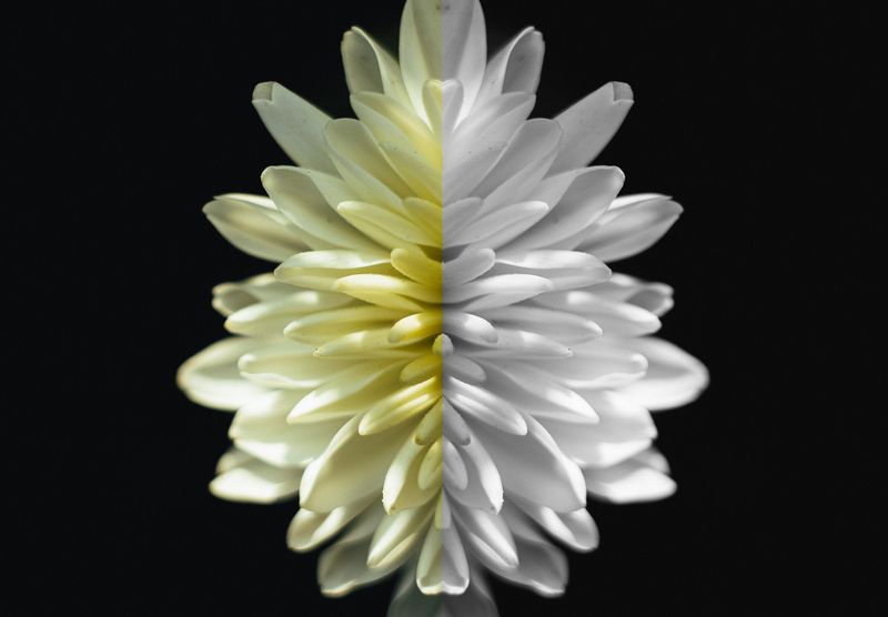 макро цветы, макросъёмка, гелиос день/ночьphoto preview