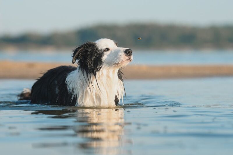 Купание на рассветеphoto preview