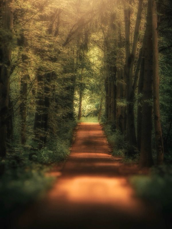 пейзаж, landscape, nature, природа, лето, summer, forest, лес, закат, sunset ***photo preview