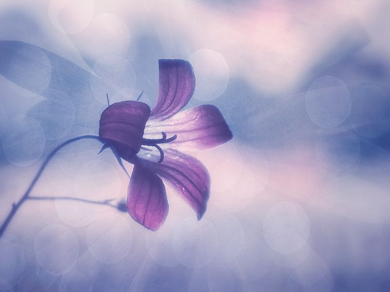 колокольчик цветок Колокольчик звенит...photo preview