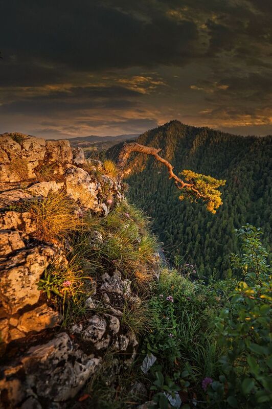 Sokolicaphoto preview