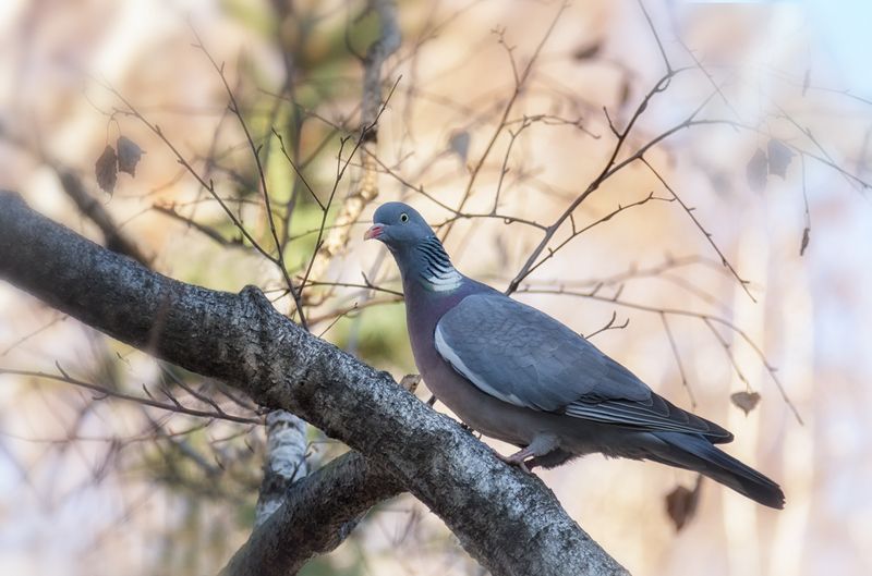 птица, вяхирь, Вяхирь (2 ФОТО)photo preview