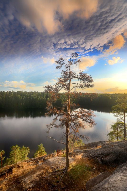 Там, где сосны обнимают кронами небесаphoto preview