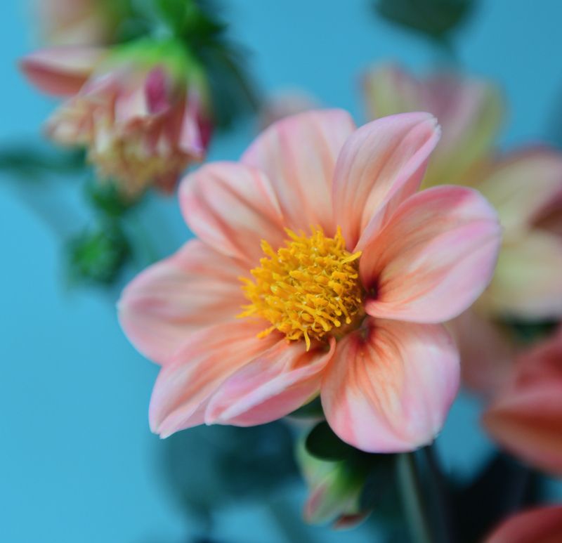 Цветыphoto preview