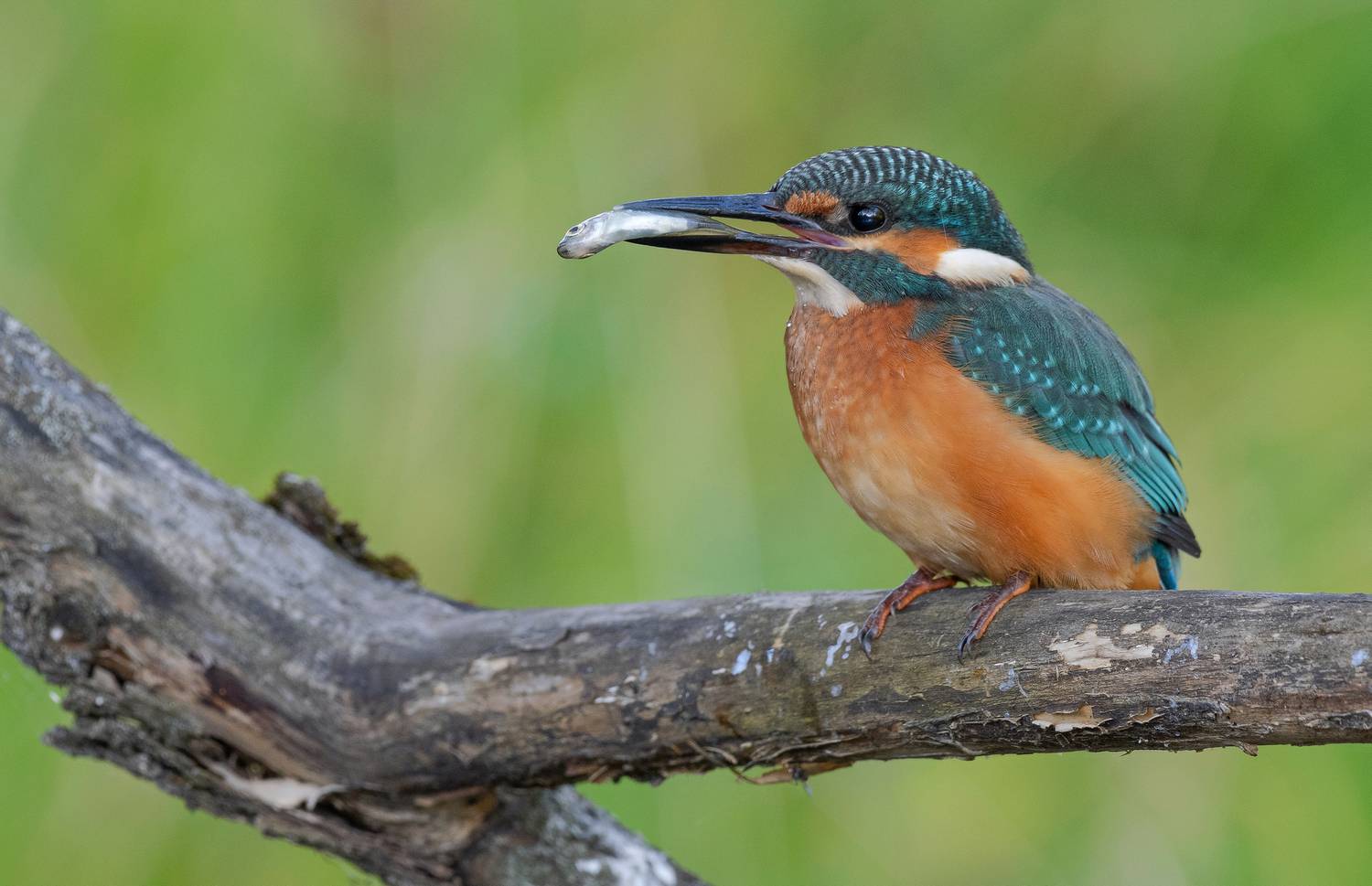 зимородок, птицы, весна, лето, фотоохота, рыба, рыбалка, Сигушин Руслан