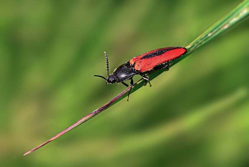 насекомые, жук, щелкун, лето, июнь Жук-щелкун фото превью