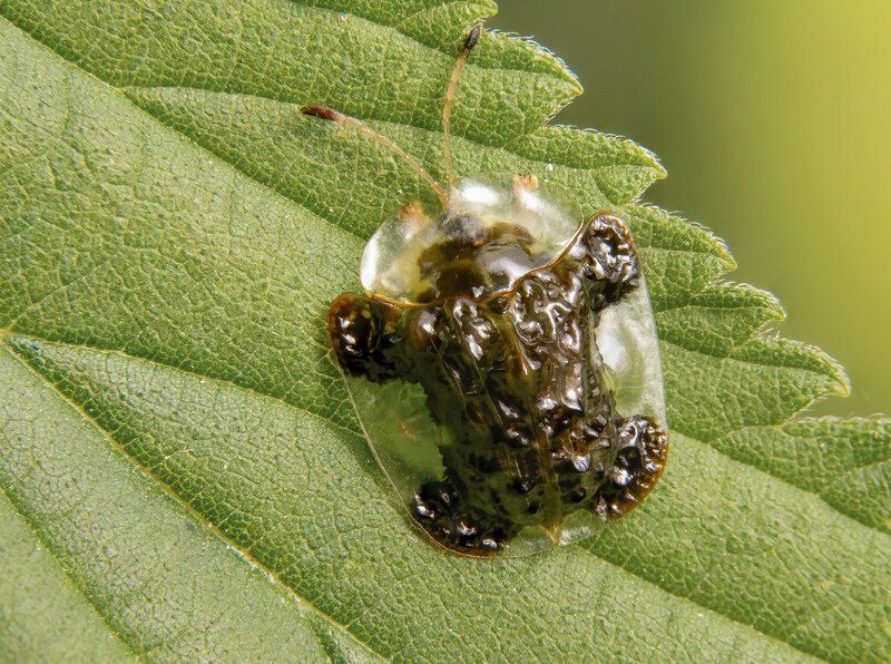 макрофото, макрофотографии, фотомакро, насекомые, макромир, макрофотограф, макроаддикт, макро_мир, naturelovers, naturelover, naturephotography, macrolove, macro_love, biodiversity, macrophotography, macro, macronature, entomology, arthropods, arthropod,  Clavate Tortoise Beetle (adult) фото превью