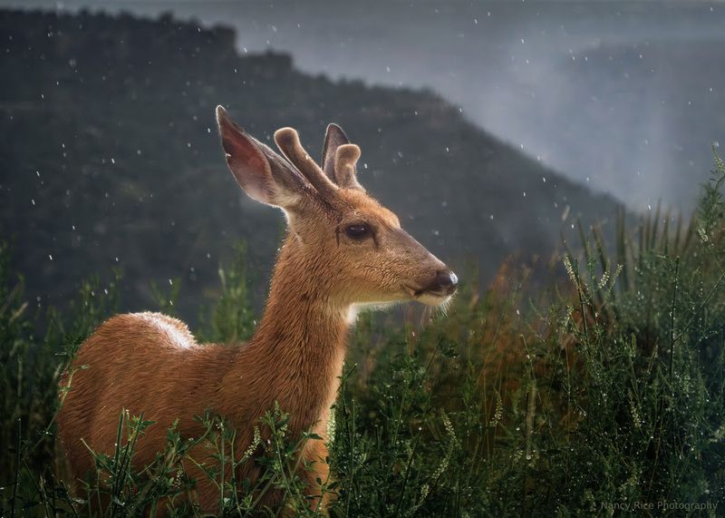 In the rain (Под дождём)photo preview