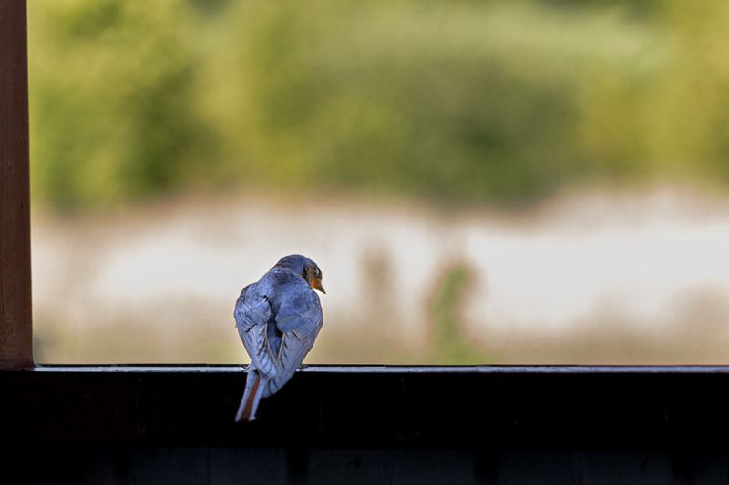 уйду я от вас...photo preview