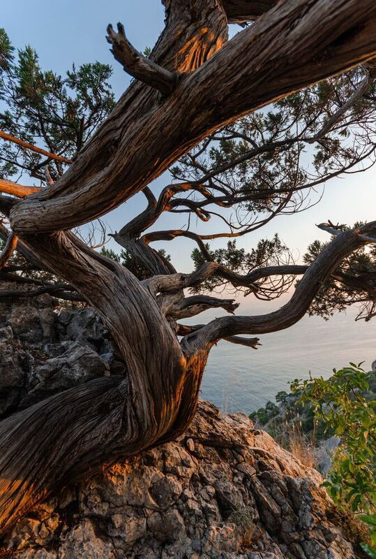 пейзаж, крым, море, дерево, закат, sunset, mountain, tree, sea, landscape, горы Крымское деревоphoto preview