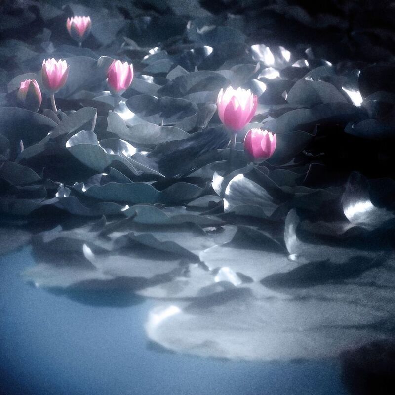 нимфея, пруд, август, цветы Утром ранним.photo preview