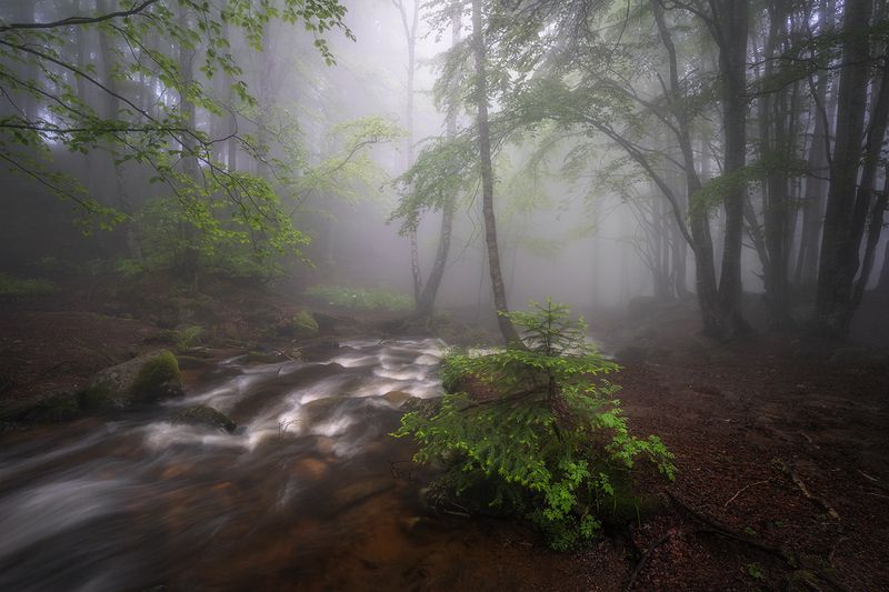 landscape, nature, scenery, forest, wood, mist, misty, fog, foggy, river, longexposure, mountain, rocks, vitosha, bulgaria, туман, лес Foggy Vitosha in greenphoto preview
