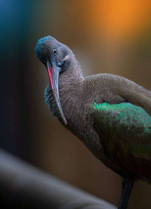Hadada Ibis, Bird Curious Hadada Ibisphoto preview