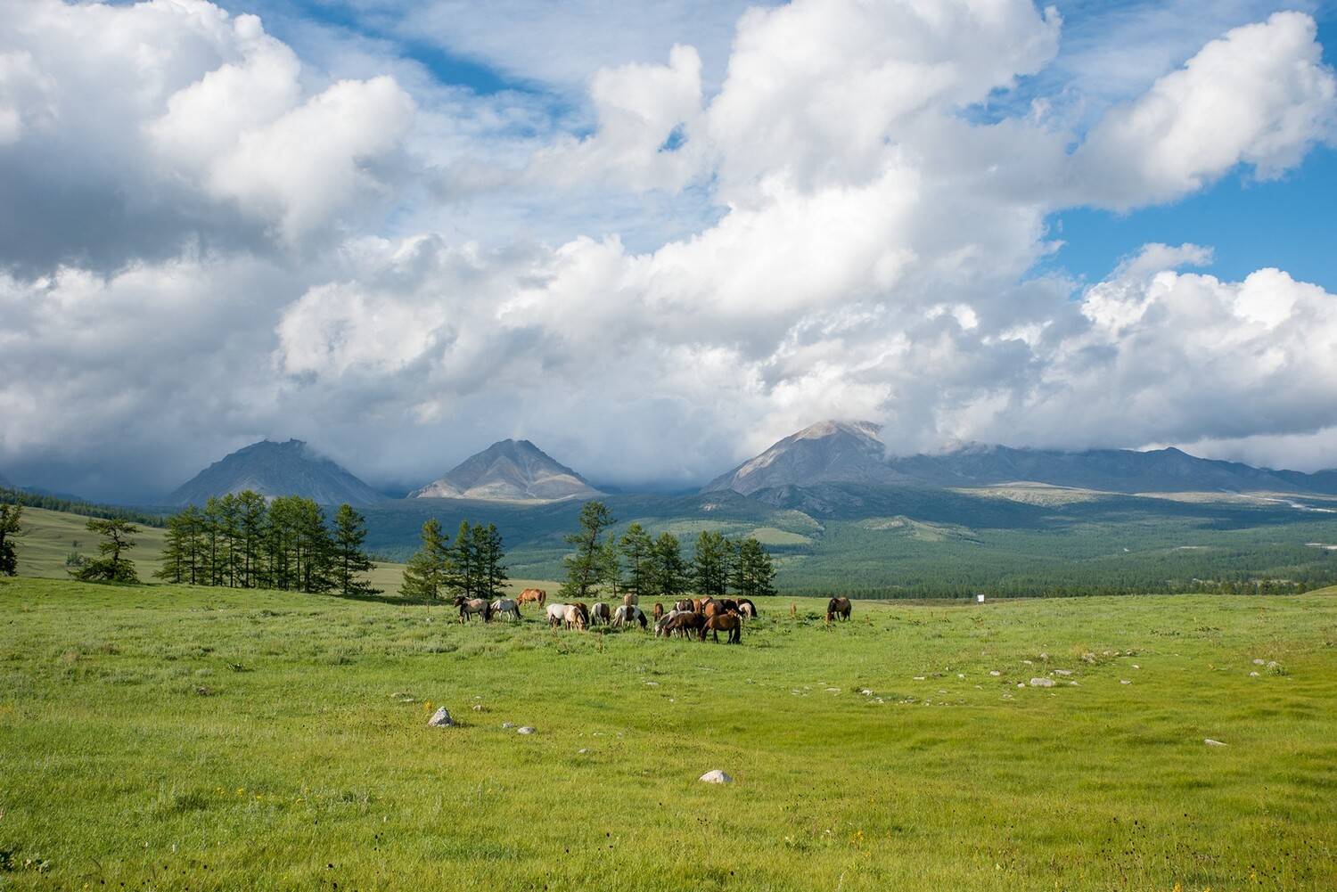 , Юрий Мальцев