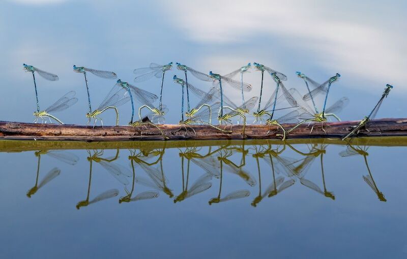 стрекоза «Тусовка» фото превью