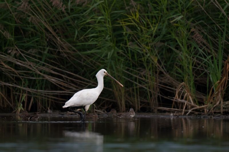 колпица eurasian spoonbill Визит королевыphoto preview