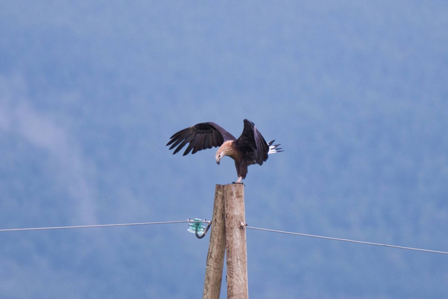 орлан, долгохвост/pallas\\\'s, sea-eagle, Большаков Алексей