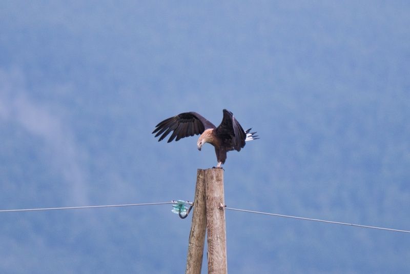 орлан, долгохвост/pallas\\\\\\\'s, sea-eagle Визит короляphoto preview