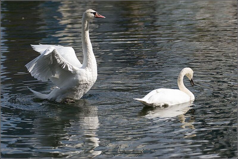москва, август, парк, пруд, птицы Лебеди-шипуныphoto preview