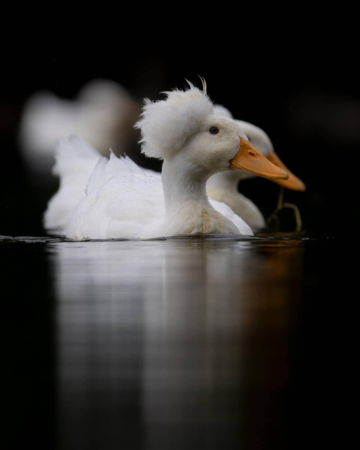 птицы, утка, хохлатая утка, Руслан Pl