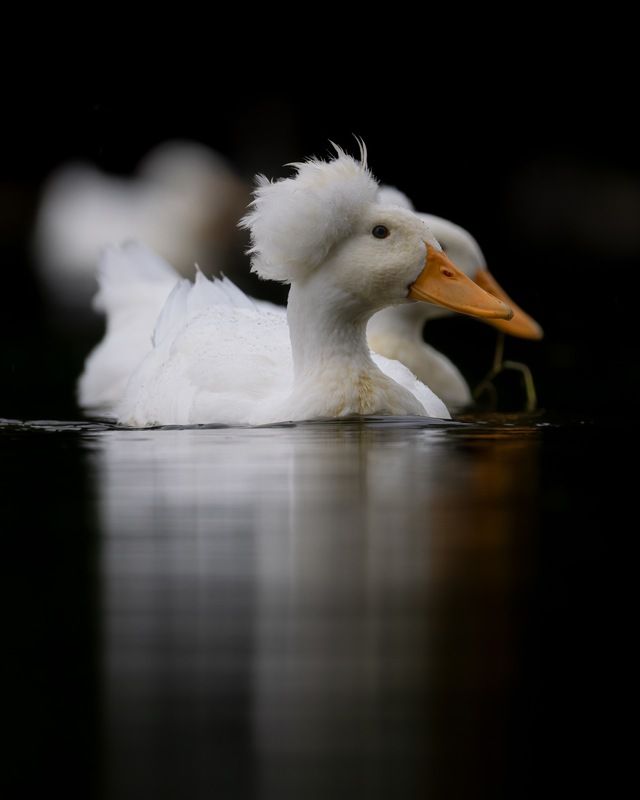 птицы, утка, хохлатая утка photo preview