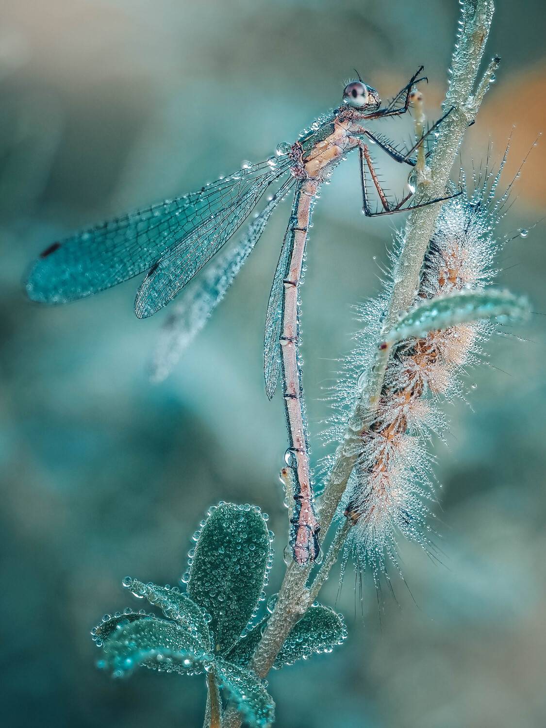 О нежном. Автор: Лапшина Владлена , Лапшина Владлена