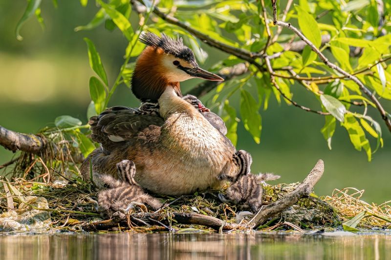 чомга, поганка, большая поганка, птенец, птицы К маме под крыло фото превью