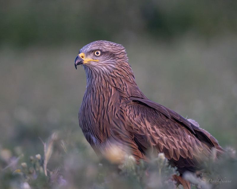 black kite, raptors, bird of prey, birds, predators, черный коршун, хищники, птицы Серьезный настройphoto preview